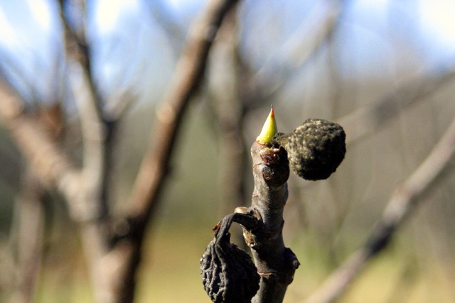 You can see two of last year's figs now dried on the twig. Ms. Jeannie wonders if this is inspiration for the new shoot!