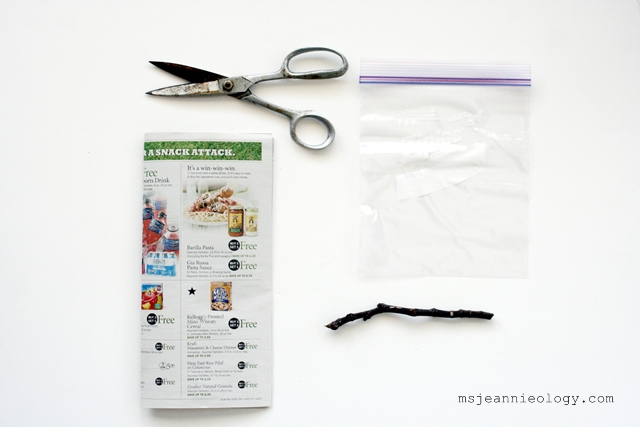 1. Garden Scissors 2. Publix Grocery Flyer 3. Quart size Ziploc bag 4. 7' inch fig tree cutting